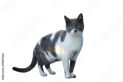 A high-quality, isolated image of a cat sitting gracefully against a white background. Perfect for pet-related designs, advertisements, or educational materials, this image highlights the cat's charmi photo