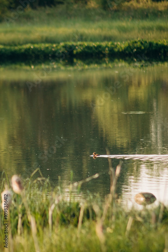 Ducks swim on the lake. Summer is sunny, grass and greenery.