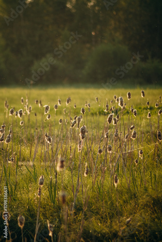 Reeds in the swamp. Summer is sunny, grass and greenery.