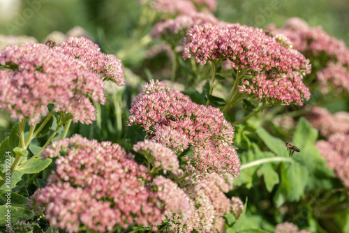 Canvas-taulu Blooming flower umbels of an orpine plant (Sedum telephium).