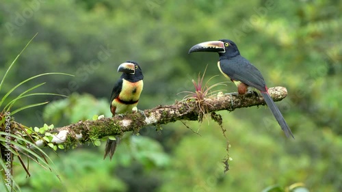 Pair of Collared Aracaris (Pteroglossus torquatus) Alert on Branch