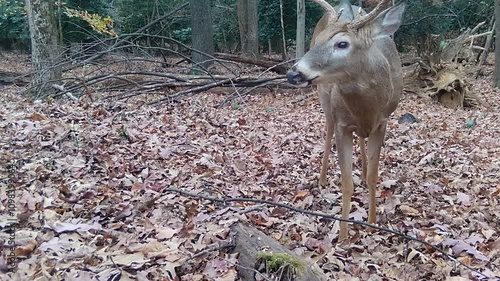 whitetail deer buck in forest