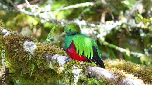 Male Resplendent Quetzal (Pharomachrus mocinno) Surveying from Branch