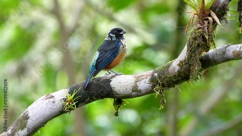 Spangle-cheeked Tanager (Tangara dowii) Perched in Costa Rican Highlands