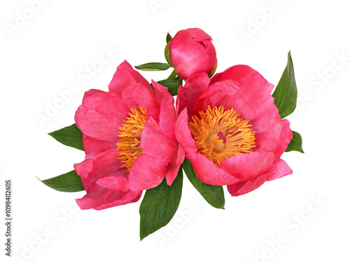 Coral peony flowers in a fl...