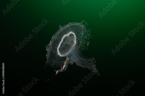 Discomedusa is a genus of jellyfish in the family Ulmaridae. photo