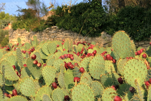 Prickly pear cactus with nopales and red fruits in France photo