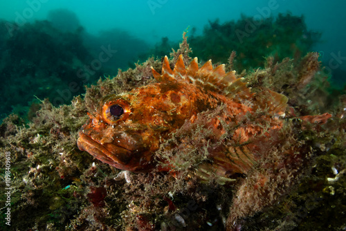 Close-up portrait of Scorpaena porcus photo