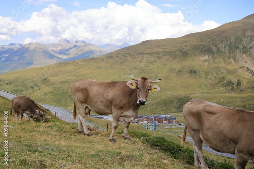 Wallpaper Mural cows in the Pyrenees in Andorra Torontodigital.ca