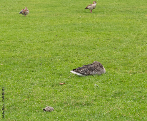 duck on the grass