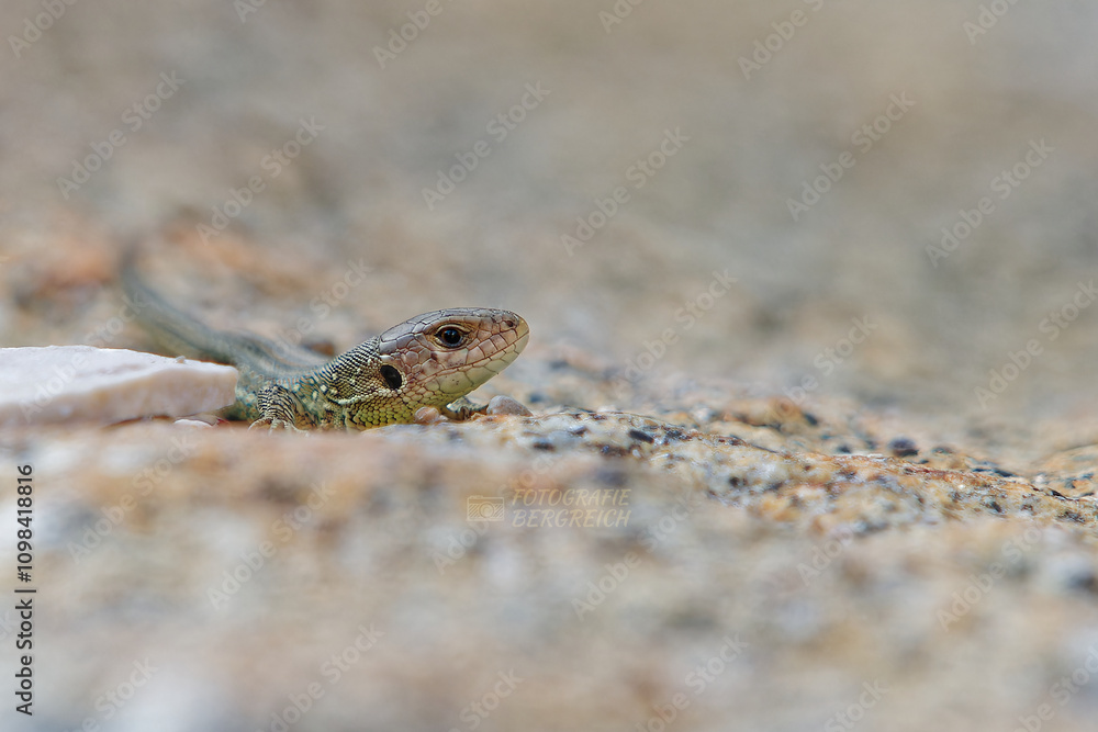 Naklejka premium Zauneidechse