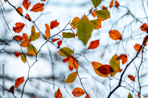 Autumn leaves on the branch 