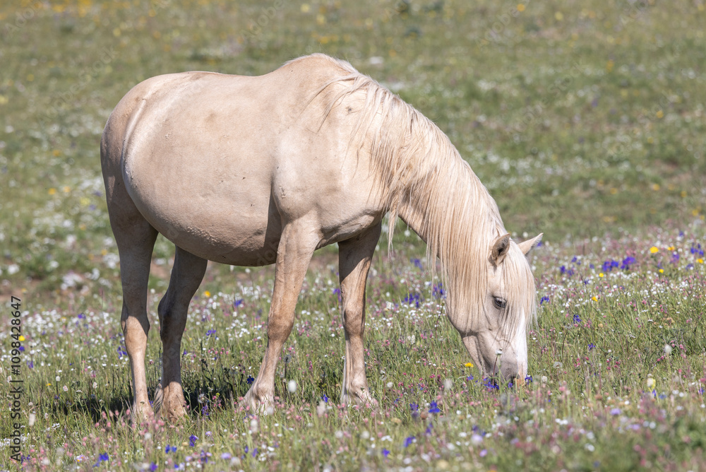Fototapeta premium Wild Horse in the Pryor Mountains Montana in Summer