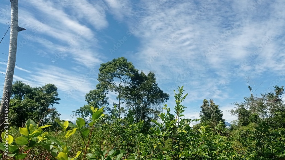 Fototapeta premium paisaje tropical bajo un cielo azul salpicado de nubes blancas