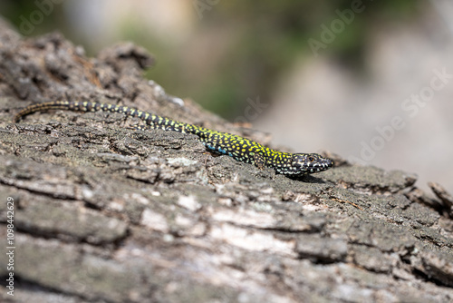 Italian wall lizard, Podarcis muralis nigriventris, Lerici, Liguria, Italy photo