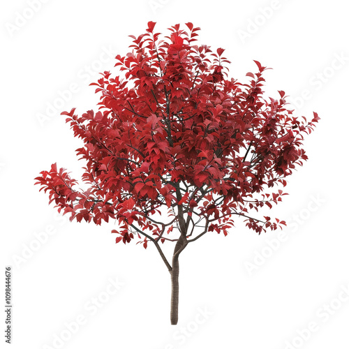 Red Leaved Tree Isolated on White Background photo