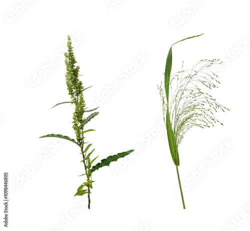 Two stems of forest and meadow plants on transparent background