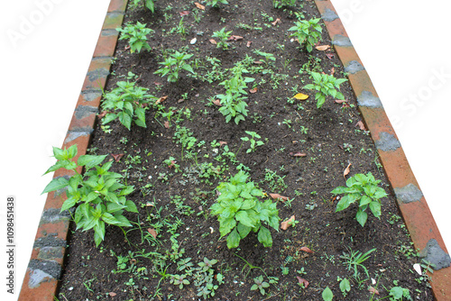 Newly Grown Chili Plant in Balcony Garden - Sustainable Healthy Living in Asia