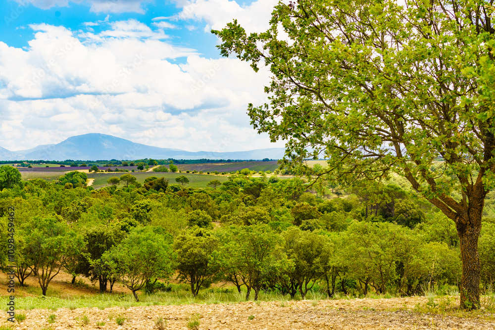 Obraz premium Provence landscape in summer, France