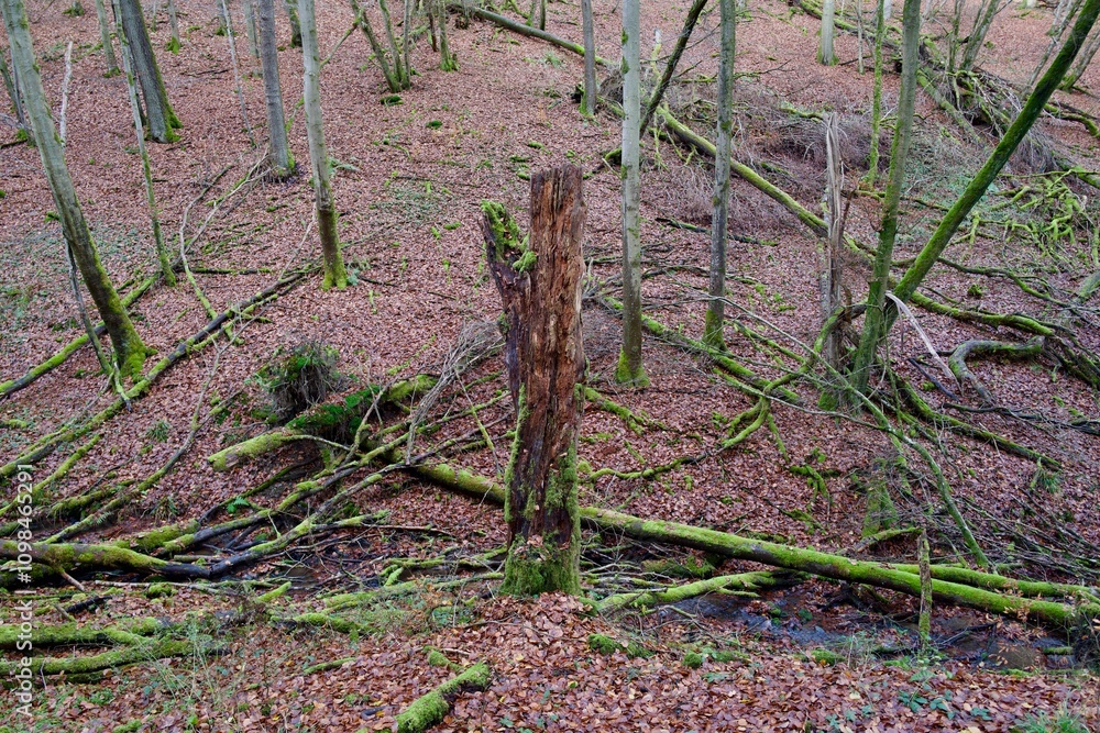 Fototapeta premium old rotten broken tree in a forest in autumn