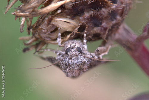 Poplar Grey Moth (Subacronicta megacephala) on dead thistle flower. Taken in August near Salisbury, England. photo