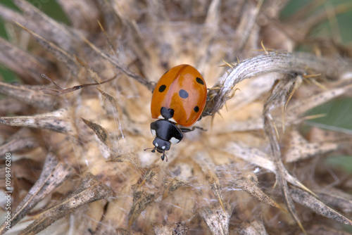 Seven-spot Ladybird (Coccinella septempunctata) on dead thistle flower. Taken in August near Salisbury, England. photo