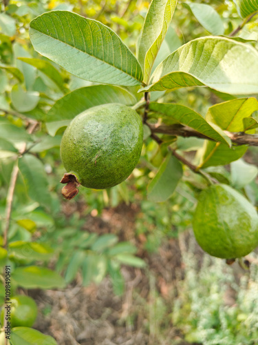 Wallpaper Mural Fresh guava fruits on tree branch at agriculture field Torontodigital.ca