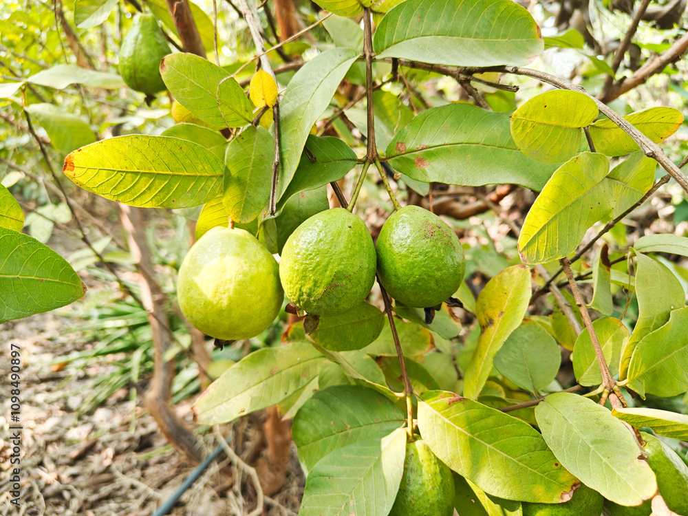 Obraz premium Fresh guava fruits on tree branch at agriculture field