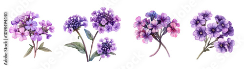 Watercolor set of verbena flowers png. Medicinal verbena herbs with purple flowers and green leaves. Aromatic medicinal herbs on transparent background. Vector illustration.