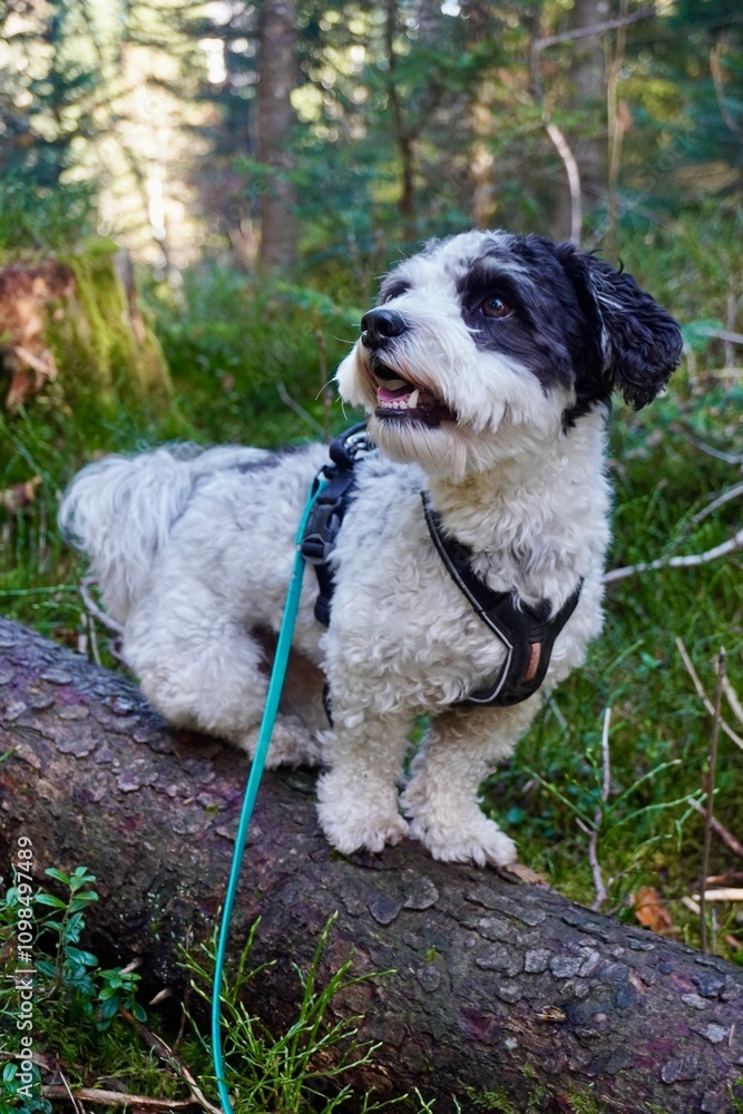 Fototapeta premium dog sitting on a log in the forest