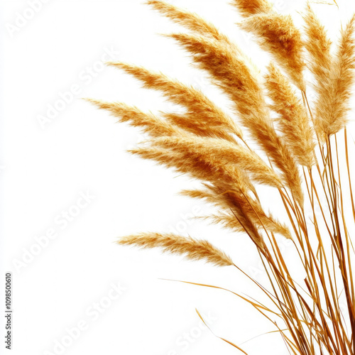 Dry Grass Isolated