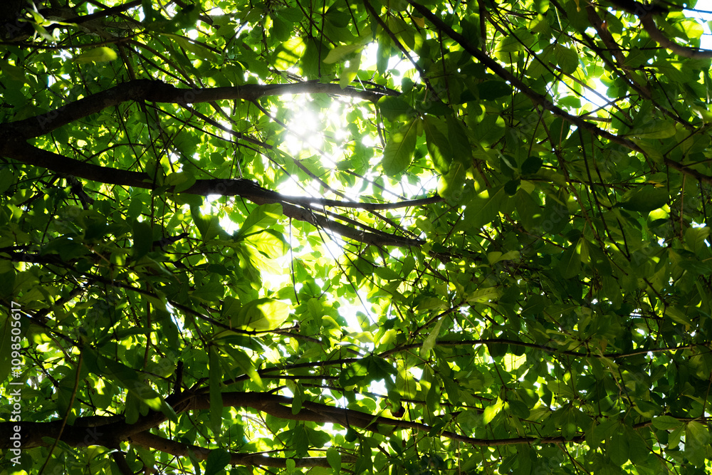 Fototapeta premium Sun rays shines through forest trees,nature of green leaf in garden at summer,Farming concept nature background.