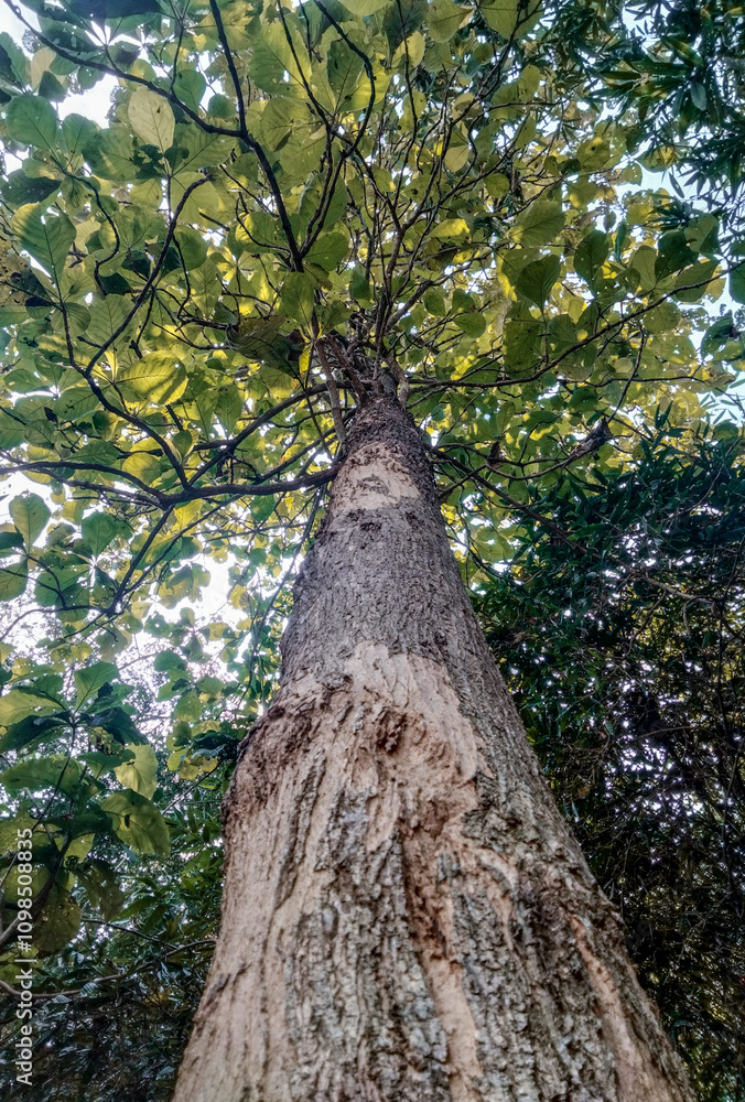 Fototapeta premium low angle tree with teak tree wood details, teak tree green foliage background 