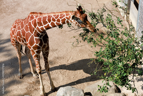 Photography Beautiful giraffe eats leaves from a tree