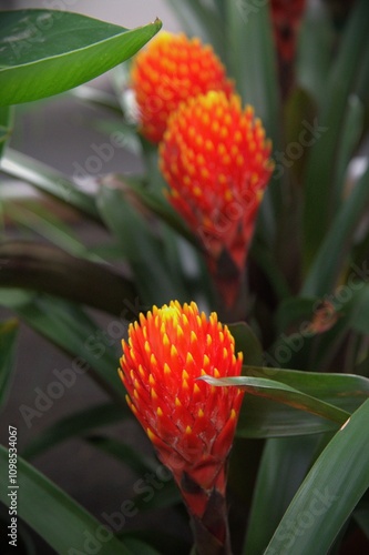 Red flower of Guzmania plant