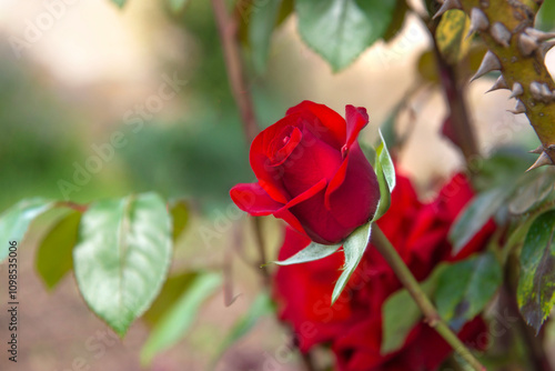 beautiful red rose of a flowering rose in av garden under a pretty light back...