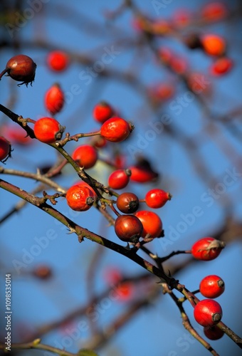 Red rose hips against blue sky in autumn