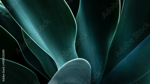 Close-up of the leaves of an agave plant, USA