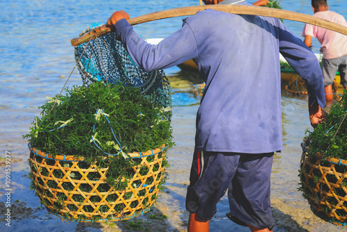 Selective focus on man carry baskets of seaweed at seaweed farm Nusa penida island in Bali, Indonesia