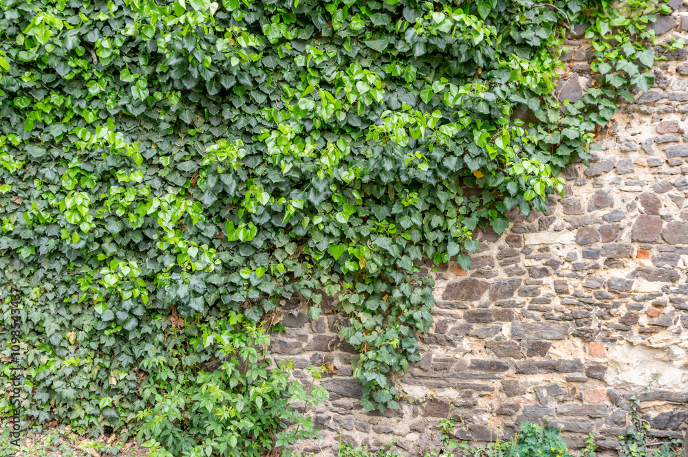 Medieval stone wall overgrown with ivy.