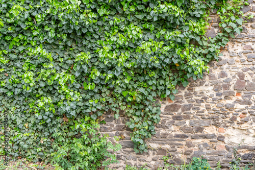 Obraz na płótnie Medieval stone wall overgrown with ivy. w salonie