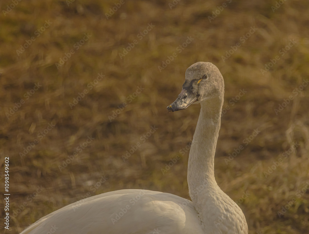 Fototapeta premium A Tundra Swan Lookng