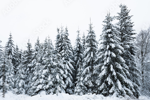 Snow covered pin trees in the high fens nature reserve, Belgium photo