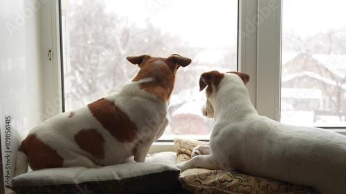 two cute dog sitting on window and waiting owner.