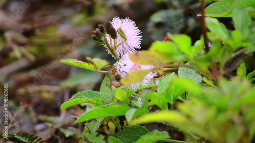 close up of purple mimosa flower, this plant is so named because the movement of the leaves in certain species 