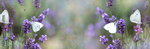 Wallpaper Mural Floral, sunny colorful summer background, banner. Charming, cute, lavender flowers, verbena and white butterflies. Plant pollinators in the garden. Torontodigital.ca