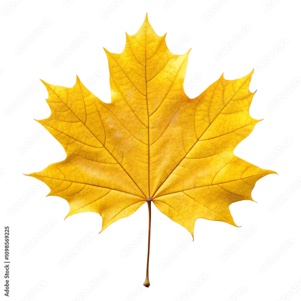 Fototapeta premium maple leaf isolated on white