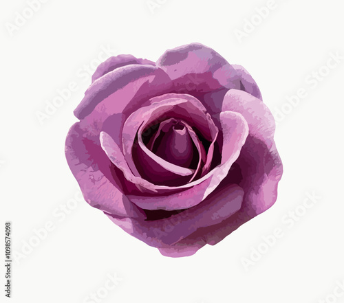 A blooming Rosa 'Mainzer Fastnacht' isolated on white background. Mauve pink flower, lilac rose, large flower rose, rosarium lottum, hybrid tea rose, silver lilac colored. Illustration for design.