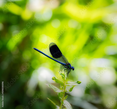 Obraz na płótnie Macro of a banded demoiselle (Calopteryx splendens) damselfly w salonie