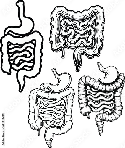 A set of hand drawn engraving style Anatomical Human intestine and stomach silhouette vector illustrations isolated on a transparent background. 